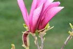 Magnolia. Przesadzamy magnolię - jak zrobić to dobrze